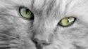 Close-up eyes cats animals wallpaper