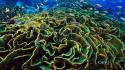 Coral bing wallpaper