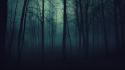 Creepy trees dark forest mist wallpaper