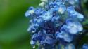 Flowers plants macro blue hydrangeas wallpaper