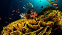 Nature animals fish coral lionfish underwater wallpaper