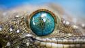 Nature animals national geographic wallpaper