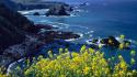 Nature beach california pacific wildflowers wallpaper