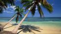 Nature beach coconut palm trees seascapes dominican republic wallpaper