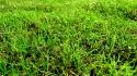 Nature grass macro hdr photography wallpaper