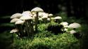 Nature mushrooms wallpaper