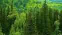 Nature trees forest wallpaper
