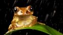 Rain leaves frogs amphibians wallpaper
