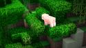 Video games minecraft pigs wallpaper