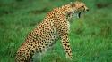 Animals cheetahs sleeping feline africa kenya wallpaper