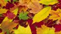 Autumn (season) leaves york wallpaper