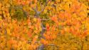 Autumn (season) the fall california nevada aspen sierra wallpaper