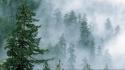Clouds landscapes forest national park washington wallpaper