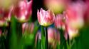 Flowers tulips depth of field pink wallpaper
