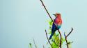 Multicolor birds leaves branches lilac-breasted roller wallpaper