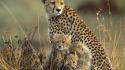 Nature animals cheetahs baby wallpaper