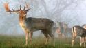 Nature animals mist deer wallpaper