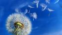 Nature flowers dandelions skyscapes wallpaper