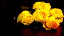 Nature roses yellow rose wallpaper
