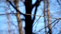 Nature trees depth of field blurred background twig wallpaper