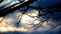 Silhouette sunlight branches blurred background wallpaper