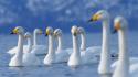 Water nature birds swans blurred background wallpaper