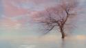 Water nature trees skyscapes wallpaper