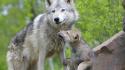Animals baby wolves wallpaper