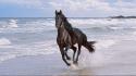 Beach horses hdr photography wallpaper
