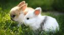 Bunnies animals grass wallpaper