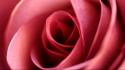 Close-up flowers roses wallpaper