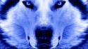Close-up winter animals artwork faces wolves wallpaper