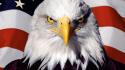 Flags usa bald eagles creativity patriotic redneck wallpaper