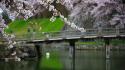 Japan nature garden bridges blossoms wallpaper