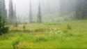 Landscapes canada british columbia meadows national park wallpaper