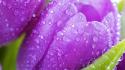 Nature flowers tulips purple wallpaper