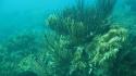Nature underwater coral reef seascape sea wallpaper