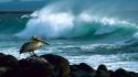 Ocean brown pelican seascapes galapagos wallpaper