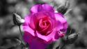 Selective coloring color splash roses pink rose wallpaper