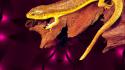 Yellow wall golden skink simple wallpaper