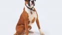 Animals dogs boxer dog wallpaper