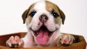 Animals dogs bulldog wallpaper