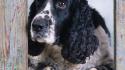 Animals dogs english springer spaniel wallpaper