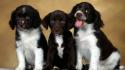 Animals dogs english springer spaniel wallpaper