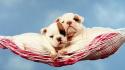 Animals dogs hammock wallpaper
