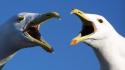 Birds seagulls blue skies wallpaper