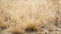 Close-up grass flora depth of field ground blurred wallpaper