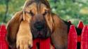 Fences animals dogs bloodhound wallpaper