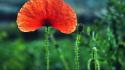 Flowers red poppies wallpaper