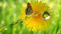Green nature drop macro sunflowers butterfly wings butterflies wallpaper